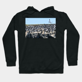 Guillemot flyby on the Farne Islands, Northumberland Hoodie